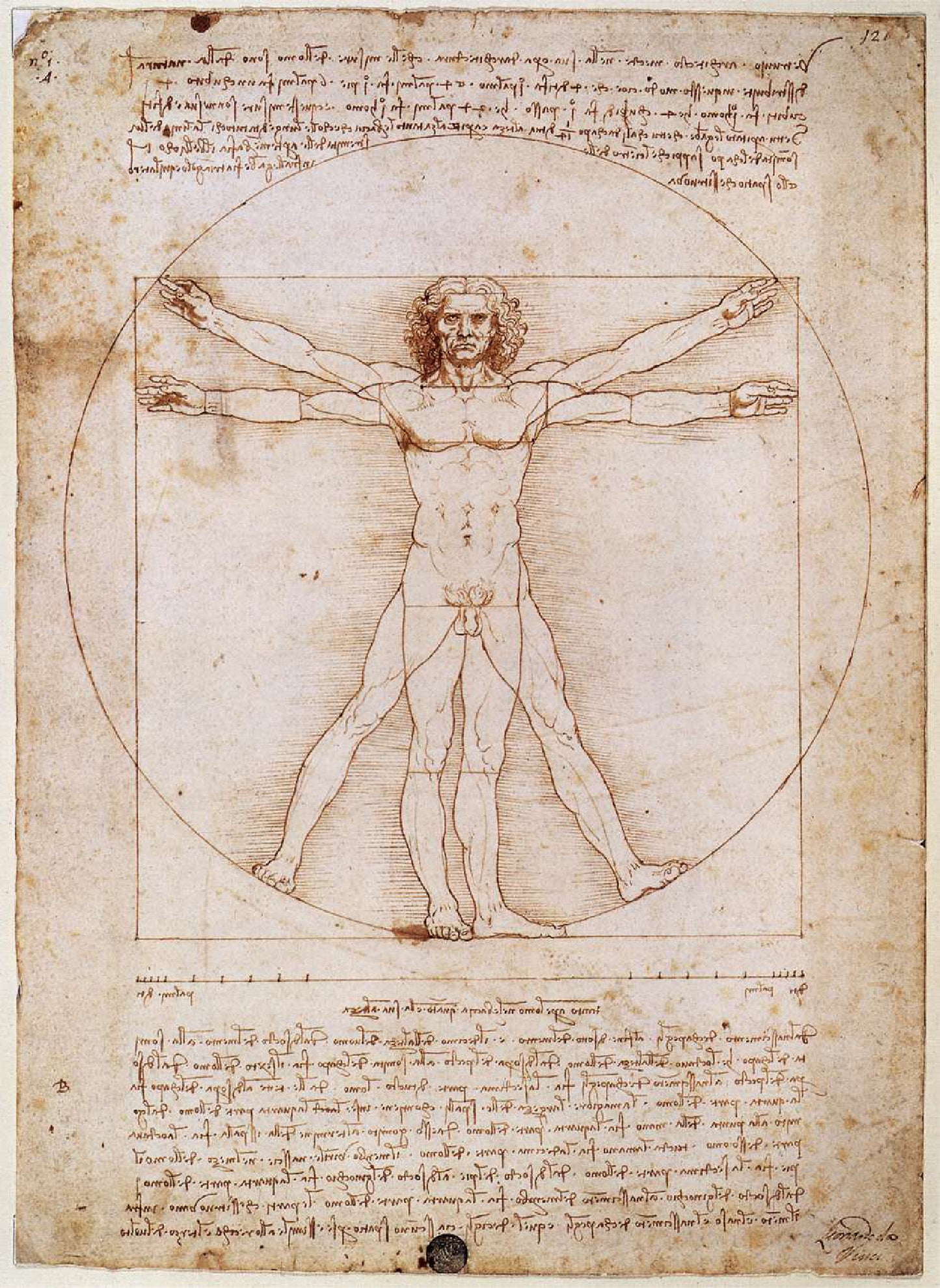 Moss The Vitruvian Man by Leonardo Da Vinci T-Shirt